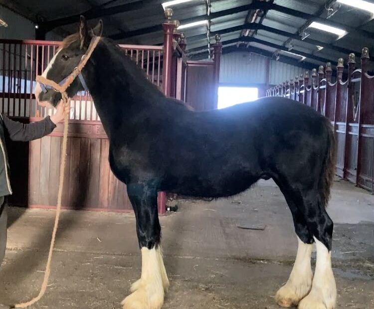 Lovely natured black colt for sale near York, UK. 4 White legs, solid black. Ready to find his new home and start his education. Registered with the Shire Horse Society. Viewings welcome. Delivery can be arranged.
