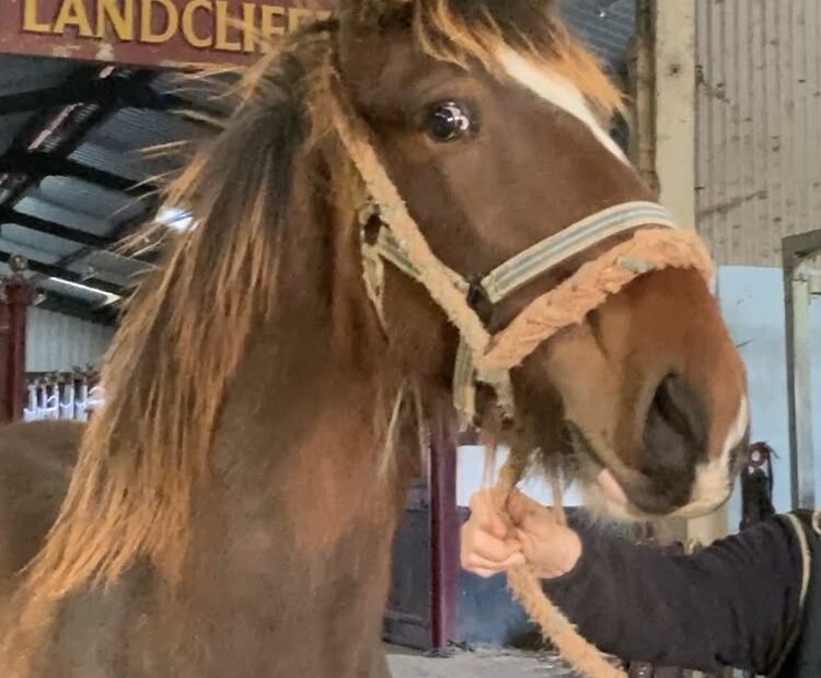 Flashy, nice natured bay colt for sale near York, UK. 4 White legs, bright bay, ready to find his new home and start his education Registered with the Shire Horse Society. Viewings welcome. Delivery can be arranged.